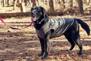 犬服 日本製のおしゃれな犬服、カリフォルニアヴィンテージ