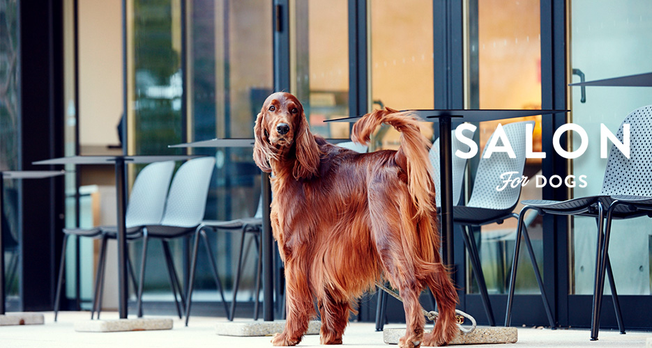 ふわふわの洗い上がりの人気の犬用シャンプーなら サロンフォードッグス